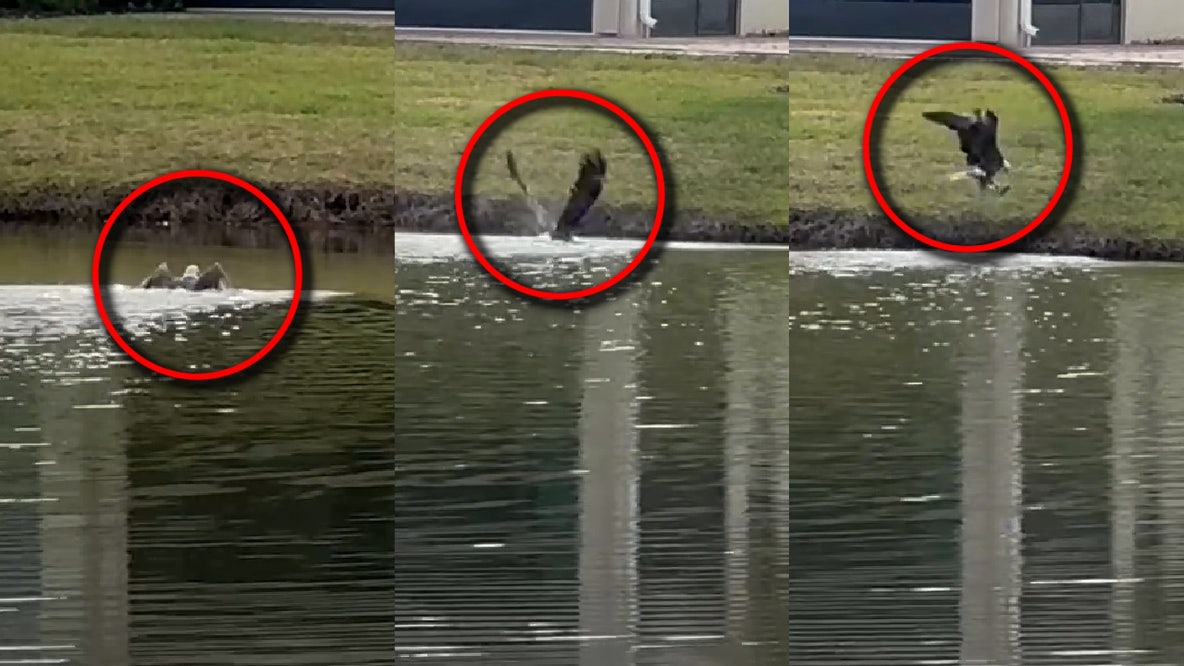 Florida Bald eagle rows across pond with fish in talons